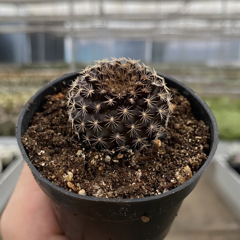 Copiapoa dura hybrid（20260104-01） Copiapoa - Coleção - Produtos - Cactário Horst