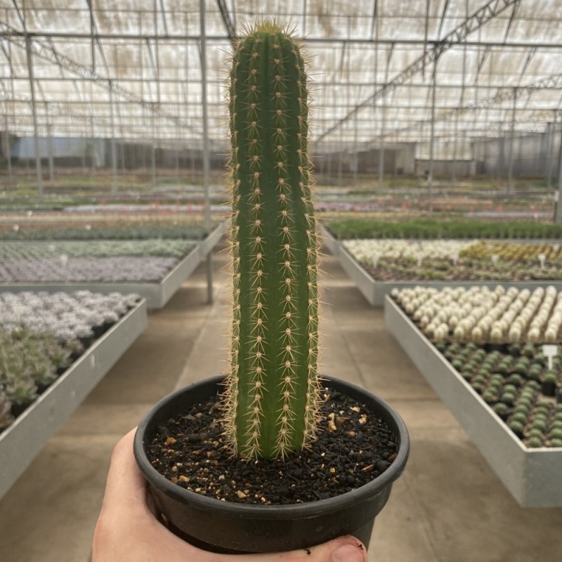 Trichocereus - Cactos Pt 14 - Produtos - Cactário Horst