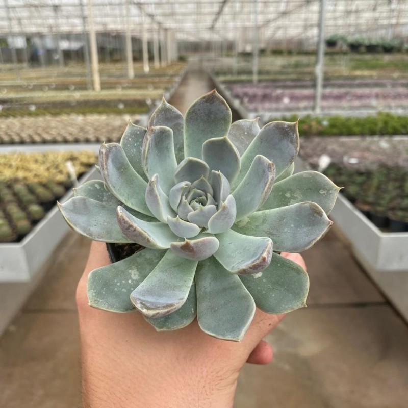 Echeveria - Suculentas Pt 11 - Produtos - Cactário Horst