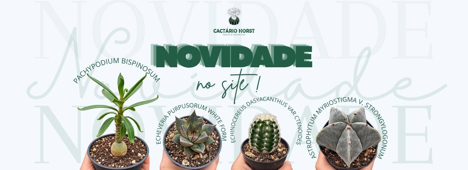 NOVIDADE 03/10
