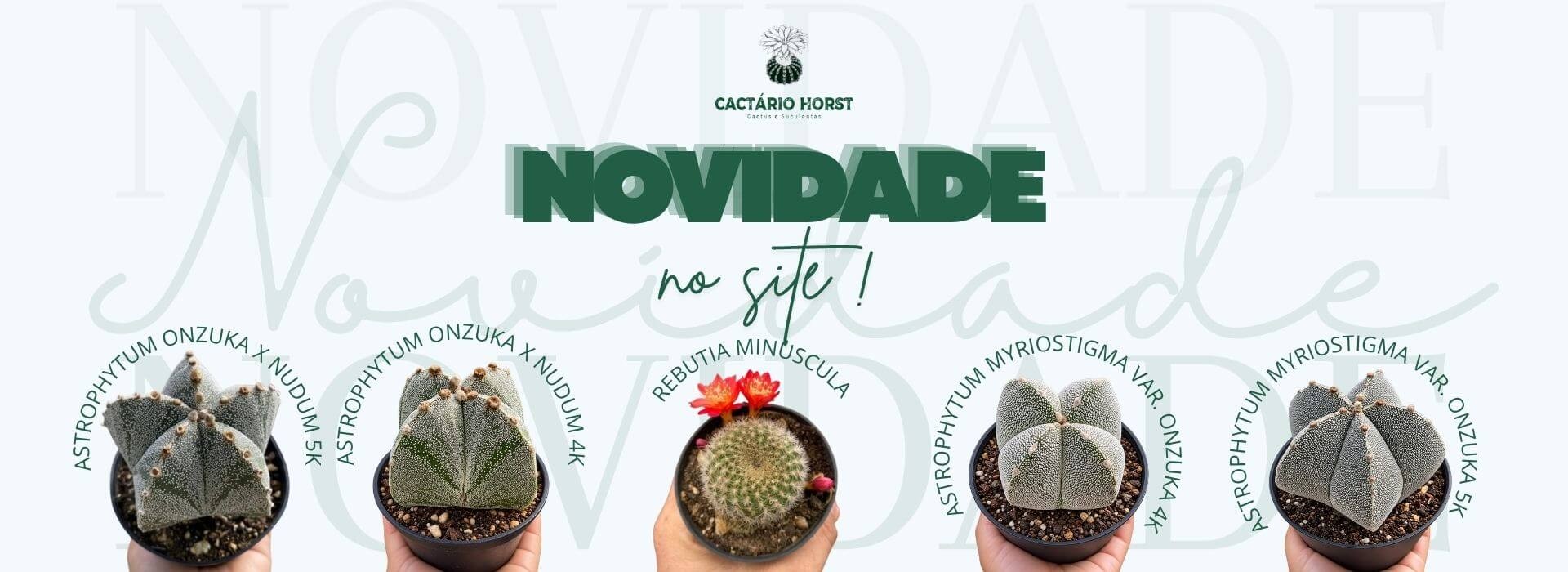 NOVIDADE