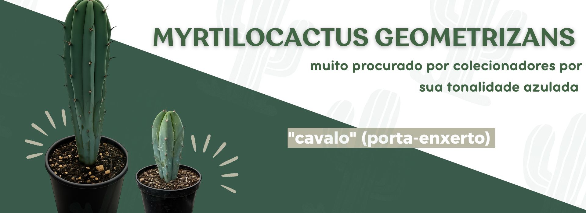 cavalo